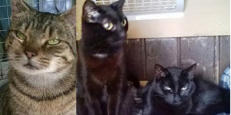 Sparkle, Link & Zelda, from Burton-upon-Stather Cat Rescue, Scunthorpe, homed through Cat Chat