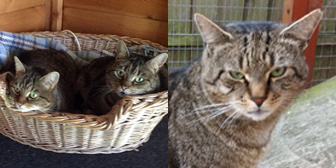 Tabitha, Kitty & Binx, from Cats Friends, Rothwell, homed through Cat Chat