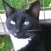 Tammy, from Burton upon Stather, Scunthorpe, homed through Cat Chat