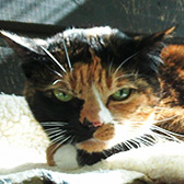 Dolly from Paws & Claws Animal Rescue Service, homed through Cat Chat