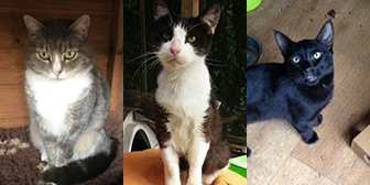 Lady P, Socks & Sam from Maesteg Animal Welfare Society, homed through Cat Chat