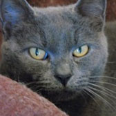 Lexi, from Cats Protection Tendring & District, Clacton-on-Sea, homed through Cat Chat