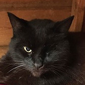 Luke from Maesteg Animal Welfare Society, homed through Cat Chat