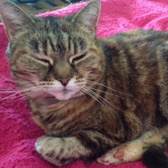 Rescue cat Mushka from Cats in Distress, Frome, Somerset, homed through Cat Chat
