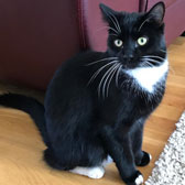 Pickle, from All Animal Rescue, Southampton, homed through Cat Chat