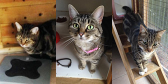 Ronnie, Roxy and Frankie, from Purrs Cat Rescue, Hornchurch, homed through Cat Chat