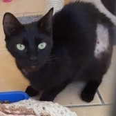 Roxy, from RSPCA Durham & District, Durham, homed through Cat Chat