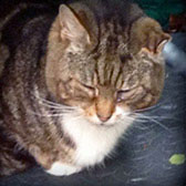 Teddy, from Kathy’s Cat Rescue, Wirral, homed through Cat Chat