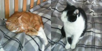 Sephton & Ginger from Kathy’s Cat Rescue, homed through Cat Chat
