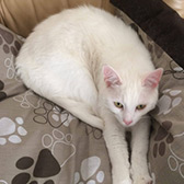 Watson from Cat Concern, homed through Cat Chat