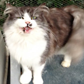 Missy, from Maesteg Animal Welfare Society, Bridgend, homed through Cat Chat