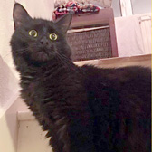 Raven, from Canino Animal Rescue, Northampton, homed through Cat Chat