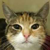  Zee Zee from Cat & Kitten Rescue, Watford, homed through Cat Chat