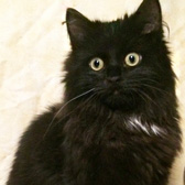 Ebony, from Cat Rescue Chippenham, Wiltshire, homed through Cat Chat