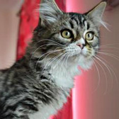 Elizabeth, from RSPCA, Norwich, homed through Cat Chat