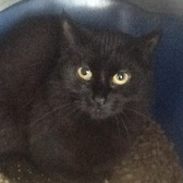 Fluffy, from Grendon Cat Shelter, Atherstone, homed through Cat Chat
