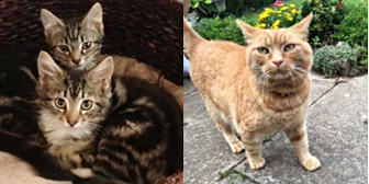 Mikey, Frankie, George and more, from Nuneaton and Hinckley Cats in Need, Hinckley, homed through Cat Chat