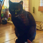 Millie, from Stokey Cats… and Dogs, London, homed through Cat Chat