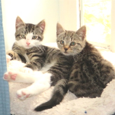 Mallie & Miffy from Somerset and Dorset Animal Rescue, Wincanton, homed through Cat Chat