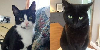 Pixie, Purdy & more, from Nuneaton and Hinckley Cats in Need, Hinckley, homed through Cat Chat