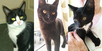 Rosie, Beatrice & Clara, from Cat Action Trust 1977, Doncaster South, homed through Cat Chat