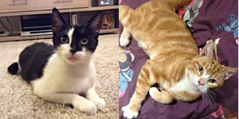Rosie, Simba & more, from Nuneaton and Hinckley Cats in Need, Hinckley, homed through Cat Chat