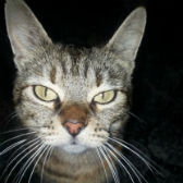 Bernie from Cats Protection, Gateshead, homed through Cat Chat