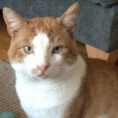 Bert from Cat & Kitten Rescue, Watford, homed through Cat Chat