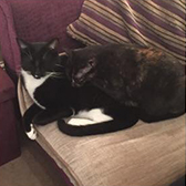 Dolly & Alfie from RSPCA - Essex South, Southend & District, Southend-On-Sea, homed through Cat Chat