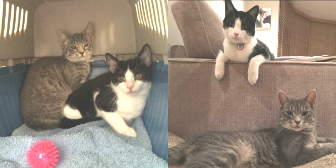 Harley & Floyd from Ann & Bill's Cat & Kitten Rescue, Hornchurch, homed through Cat Chat