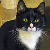 Logan from National Animal Welfare Trust, Thurrock, homed through Cat Chat