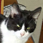 Molly, from Royston Animal Welfare, Barnsley, homed through Cat Chat