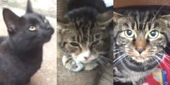 Morrison, Billy & Bill from Burton Joyce Cat Welfare, Nottingham, homed through Cat Chat
