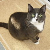 Poppet, from Thanet Cat Club, Broadstairs, homed through Cat Chat