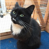 Scarlett, from All for the Love of Paws, West Bromwich, homed through Cat Chat