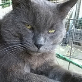 Smokey from Burton-Upon-Stather cat Rescue, homed through Cat Chat