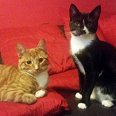 Major & SYbil, from HappyCats Rescue, Bordon, homed through Cat Chat