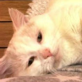 Tomte from 8 Lives Cat Rescue, Sheffield, homed through Cat Chat