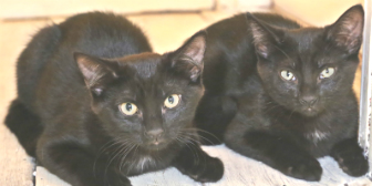 Twiglet & Andy from Anim-Mates, Sevenoaks, homed through Cat Chat