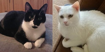 Bianca & Zinc, from Cat & Kitten Rescue, Watford, homed through Cat Chat