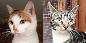 Delphi & Ivy, from Kirkby Cats Home, Nottingham, homed through Cat Chat