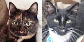 Olly, Kev and others, from Maesteg Animal Welfare Society, Bridgend, homed through Cat Chat
