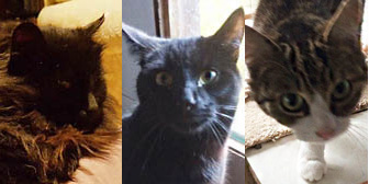 Teddy, Salem & Balika, from Burton Joyce Cat Welfare, Nottingham, homed through Cat Chat