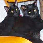 Magic & Merlin, from Little Cottage Rescue, Luton, homed through Cat Chat