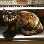 Coco, from Stokey Cats...and dogs, London homed through Cat Chat