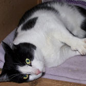 Freddy, from Cat Rescue Chippenham, Wiltshire, homed through Cat Chat