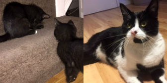 Holly, Tommy & Ollie from Nuneaton and Hinckley Cats in Need, homed through Cat Chat