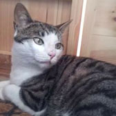 Ichabod, from Small Pet & Cat Care, Hull, homed through Cat Chat
