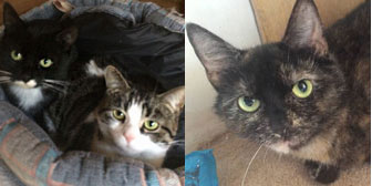 Lexie, Luna & Leila, from Burton Joyce Cat Welfare, Nottingham, homed through Cat Chat