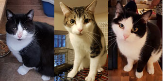 Morrison, Toby and Jack, from Grendon Cat Shelter, Atherstone, homed through Cat Chat